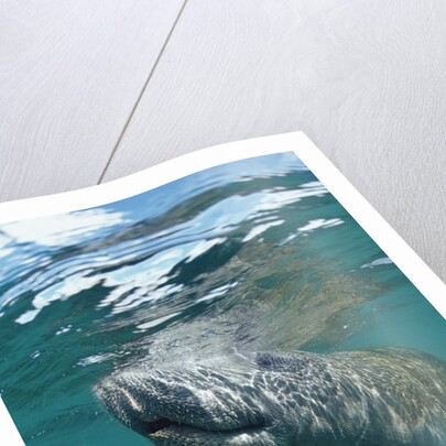 West Indian Manatee, Trichechus manatus latirostris, USA, Florida, FL, Everglades by Anonymous