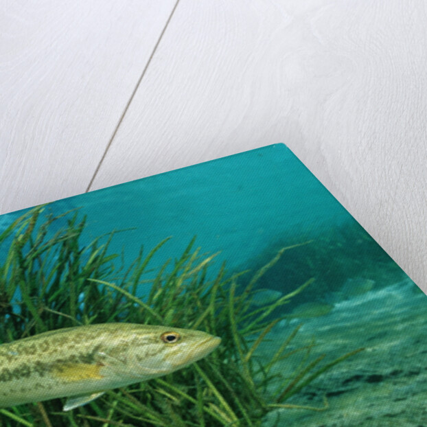Largemouth bass, Micropterus salmoides, USA, Florida, FL by Anonymous