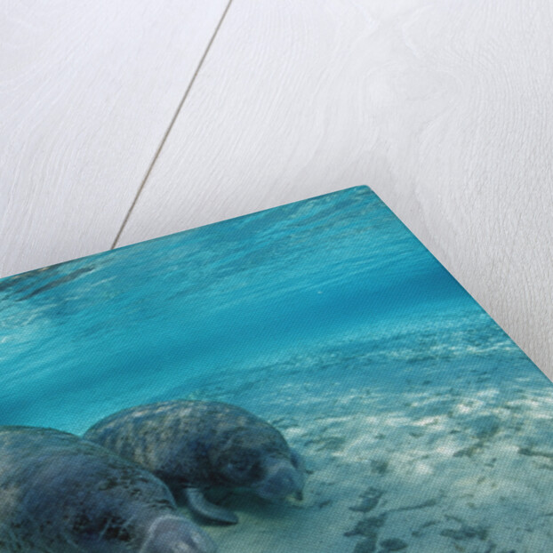 West Indian Manatee by Anonymous