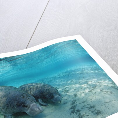 West Indian Manatee by Anonymous