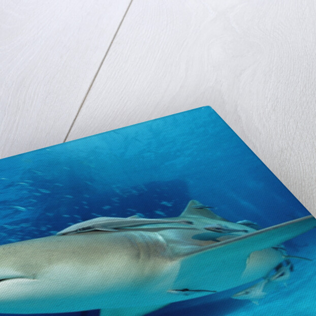 Lemon Shark, Negaprion brevirostris, Bahamas, Grand Bahama Island, Atlantic Ocean by Anonymous