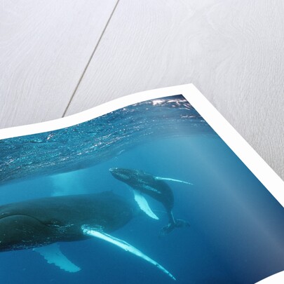 Humpback whale by Anonymous