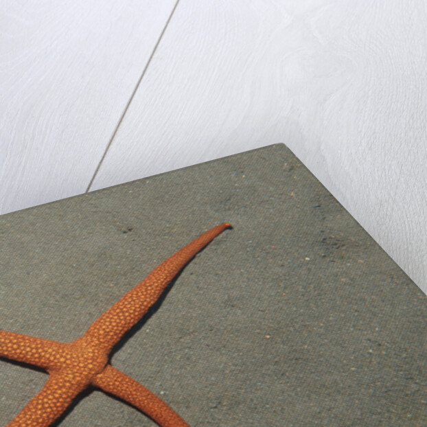 Starfish showing regeneration of injured arm, Asteroidea, Bali, Indian Ocean, Indonesia. by Anonymous