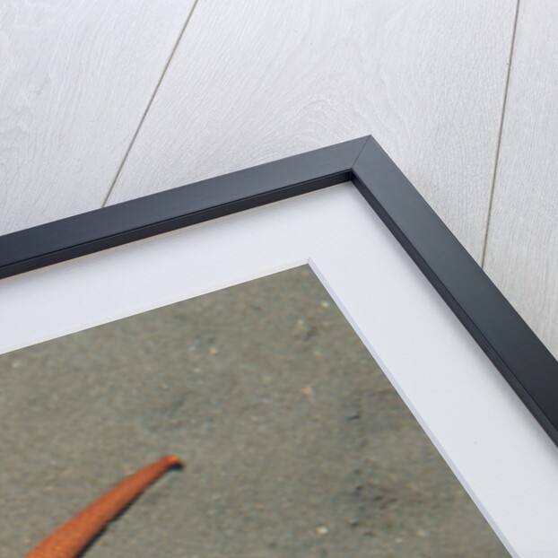 Starfish showing regeneration of injured arm, Asteroidea, Bali, Indian Ocean, Indonesia. by Anonymous