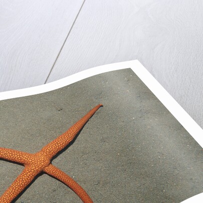 Starfish showing regeneration of injured arm, Asteroidea, Bali, Indian Ocean, Indonesia. by Anonymous