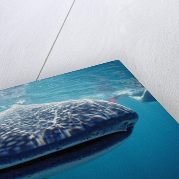 Whale shark, Rhincodon thypus, USA, Haiwaii, Pacific Ocean by Anonymous