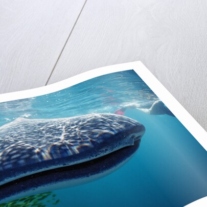 Whale shark, Rhincodon thypus, USA, Haiwaii, Pacific Ocean by Anonymous