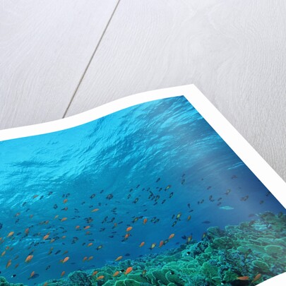 Harem Flag Basslet school above a coral reef (Pseudanthias squamipinnis) by Anonymous