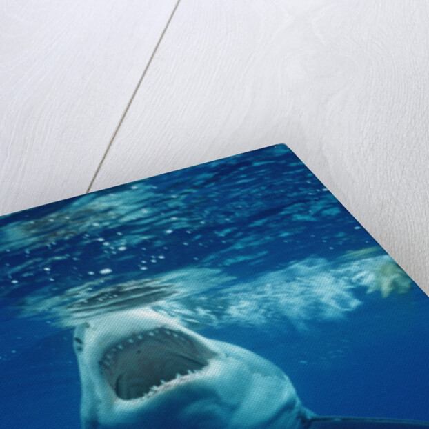 Great White Shark, Carcharodon carcharias, Mexico, Pacific ocean, Guadalupe by Anonymous