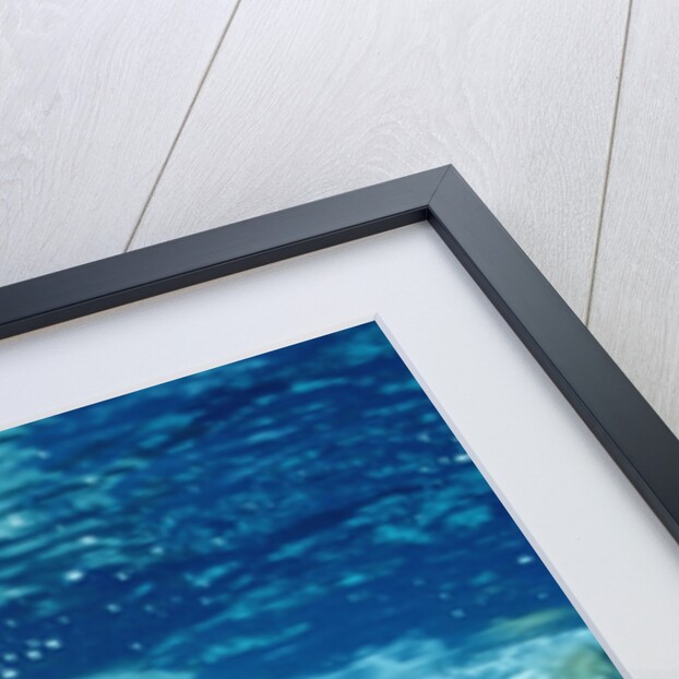 Great White Shark, Carcharodon carcharias, Mexico, Pacific ocean, Guadalupe by Anonymous