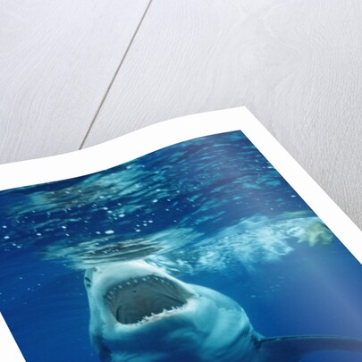 Great White Shark, Carcharodon carcharias, Mexico, Pacific ocean, Guadalupe by Anonymous