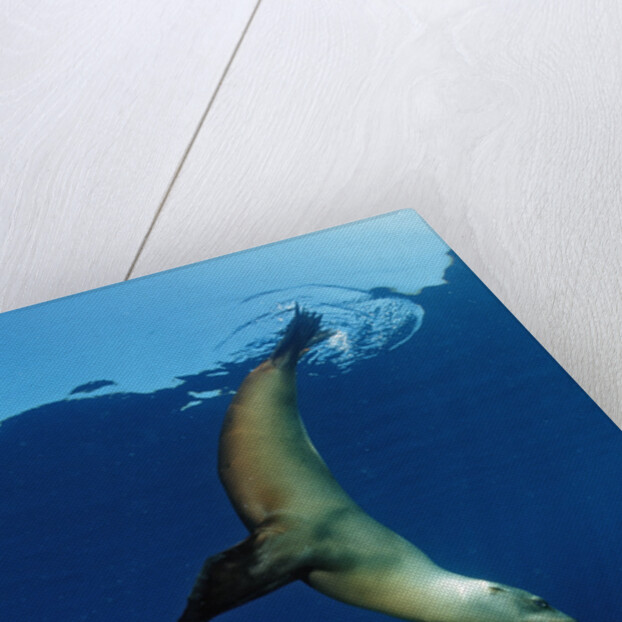 Group of Californian Sea Lion, Zalophus californianus, USA, California, Pacific Ocean by Anonymous