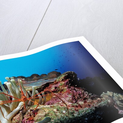 Spider hermit crabs in anemone by Anonymous
