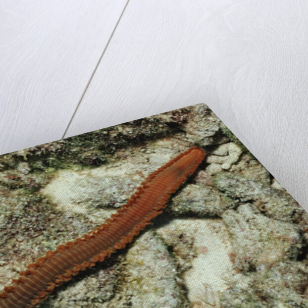 Bearded Fireworm, Hermodice carunculata, Netherlands Antilles, Bonaire, Caribbean Sea by Anonymous