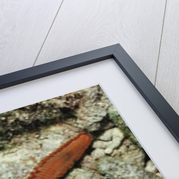 Bearded Fireworm, Hermodice carunculata, Netherlands Antilles, Bonaire, Caribbean Sea by Anonymous