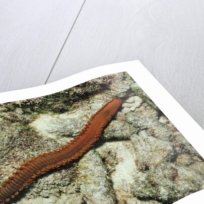 Bearded Fireworm, Hermodice carunculata, Netherlands Antilles, Bonaire, Caribbean Sea by Anonymous