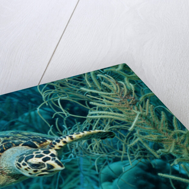 Hawksbill sea turtle, Eretmochelys imbricata, Martinique, French West Indies, Caribbean Sea by Anonymous