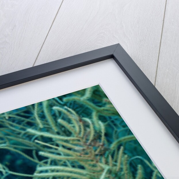 Hawksbill sea turtle, Eretmochelys imbricata, Martinique, French West Indies, Caribbean Sea by Anonymous