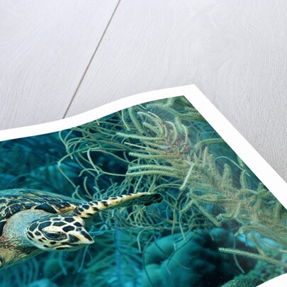 Hawksbill sea turtle, Eretmochelys imbricata, Martinique, French West Indies, Caribbean Sea by Anonymous