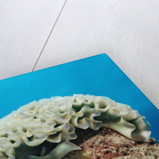 Lettuce sea slug, Tridachia crispata, Netherlands Antilles, Bonaire, Caribbean Sea by Anonymous