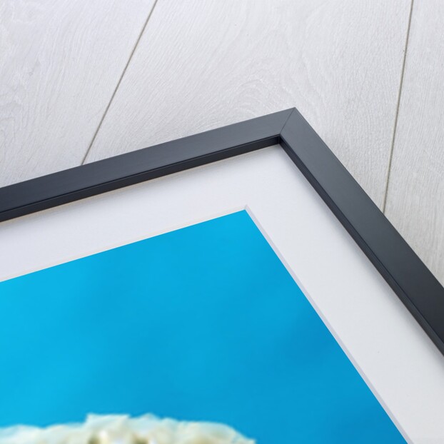 Lettuce sea slug, Tridachia crispata, Netherlands Antilles, Bonaire, Caribbean Sea by Anonymous