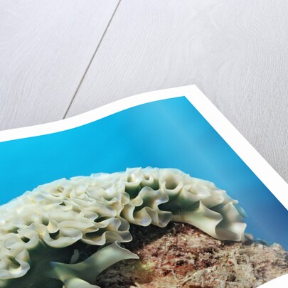 Lettuce sea slug, Tridachia crispata, Netherlands Antilles, Bonaire, Caribbean Sea by Anonymous