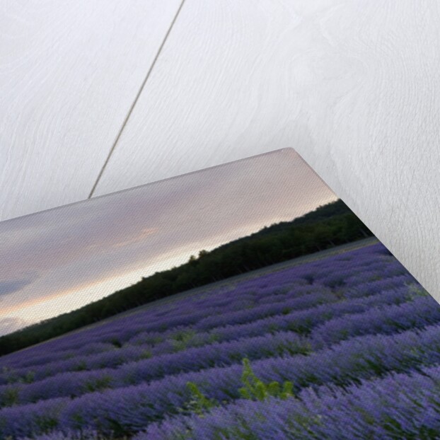 Lavender field at sunset by Anonymous