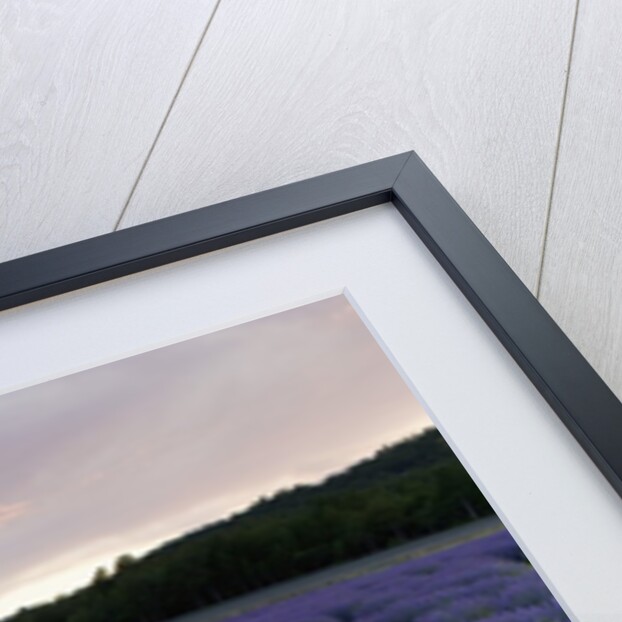 Lavender field at sunset by Anonymous
