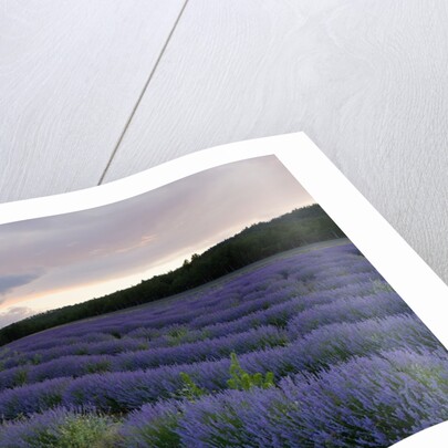 Lavender field at sunset by Anonymous