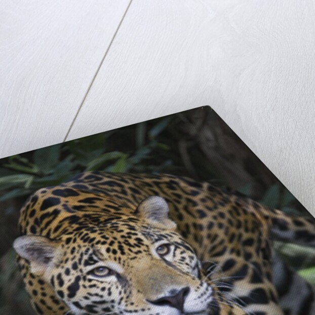 Jaguar in forest in Belize by Anonymous
