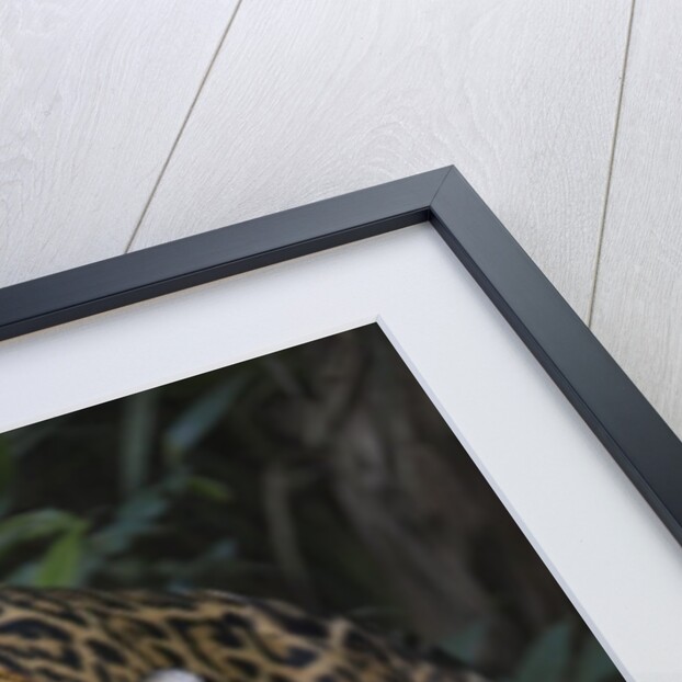 Jaguar in forest in Belize by Anonymous