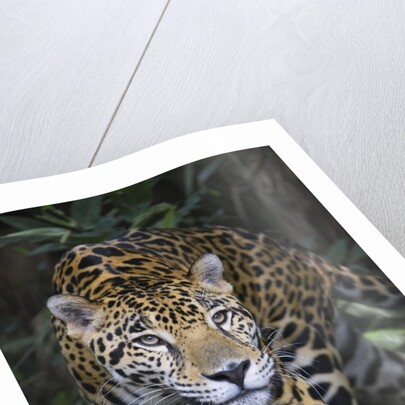 Jaguar in forest in Belize by Anonymous