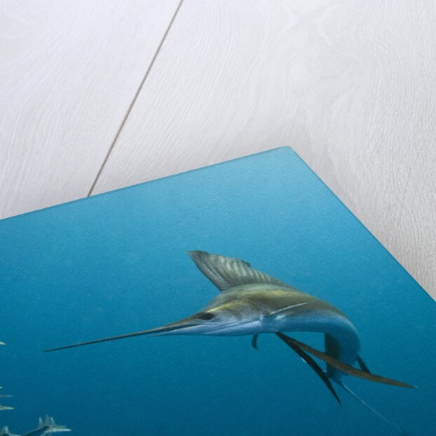 Sailfish feeding on Brazilian sardines by Anonymous