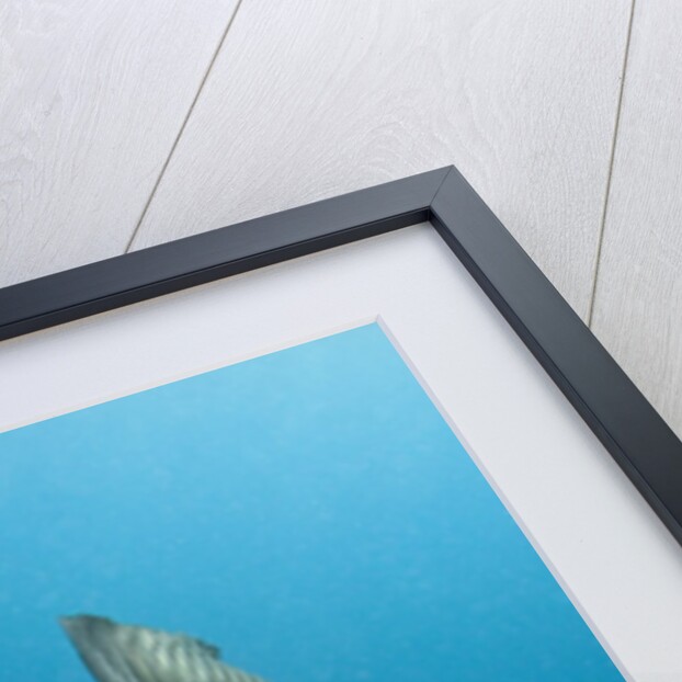 Sailfish feeding on Brazilian sardines by Anonymous