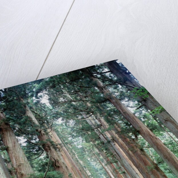 Row of Japanese Cedar by Anonymous