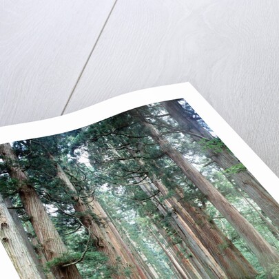 Row of Japanese Cedar by Anonymous