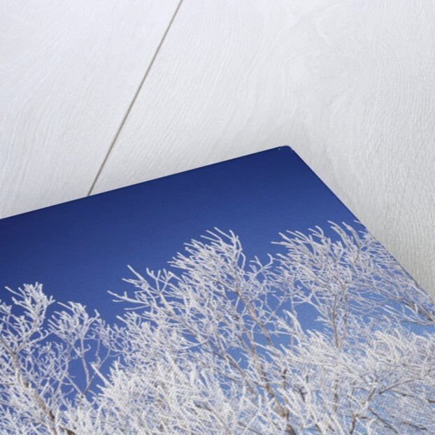 Trees white with frost, blue background, Hokkaido prefecture, Japan by Anonymous