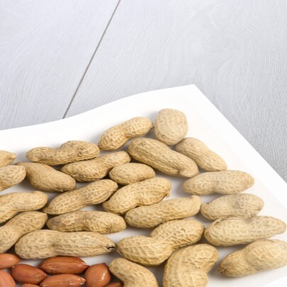 Nuts in and out of the shell by Anonymous