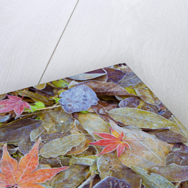 Leaves on ground covered in frost by Anonymous