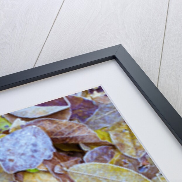 Leaves on ground covered in frost by Anonymous
