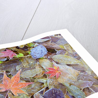 Leaves on ground covered in frost by Anonymous