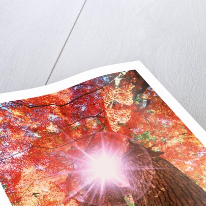 Sunlight shining through trees by Anonymous