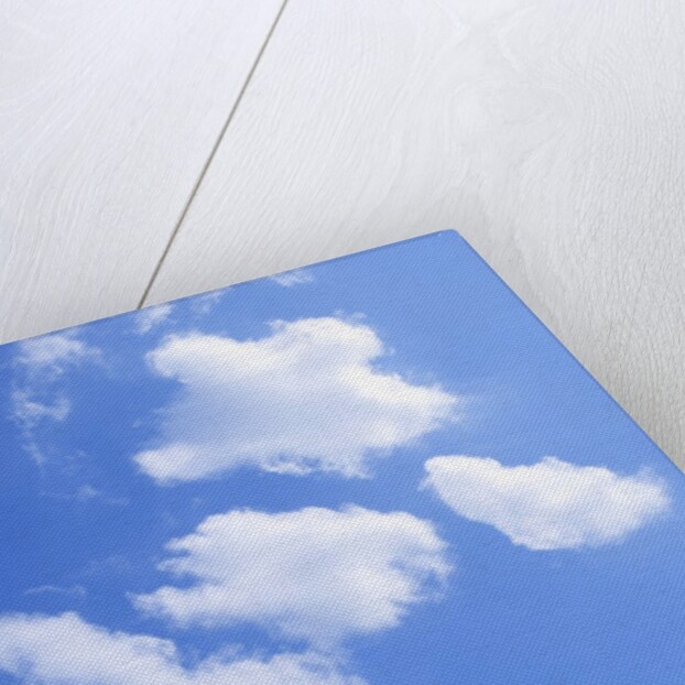 Single tree in a field under a blue sky. Hokkaido, Japan by Anonymous