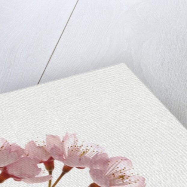 Cherry flowers, close up, white background by Anonymous