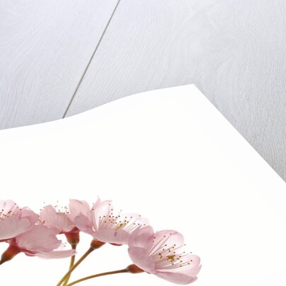Cherry flowers, close up, white background by Anonymous