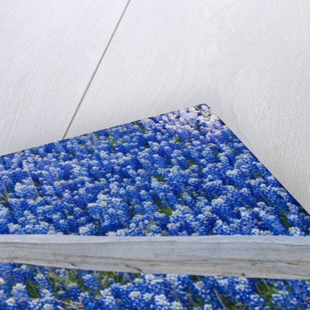 Bluebonnets along fenceline by Anonymous