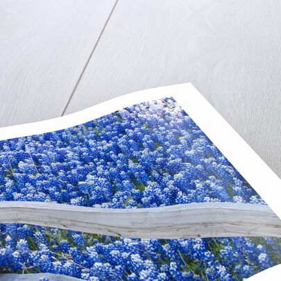 Bluebonnets along fenceline by Anonymous