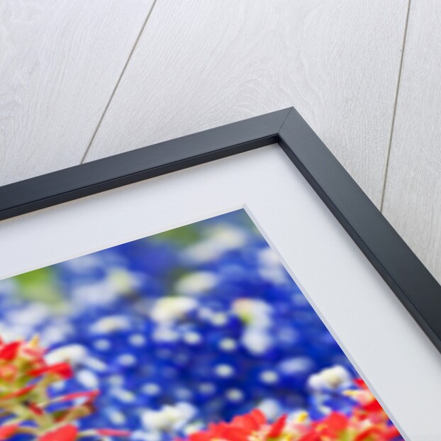 Indian paintbush and bluebonnet flowers by Anonymous