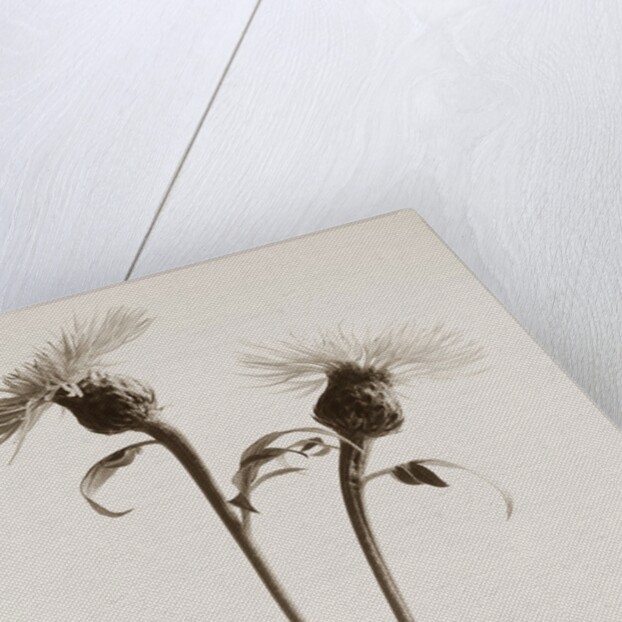 Bachelor Buttons by Tom Marks