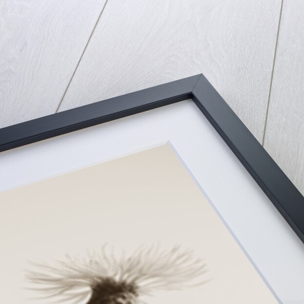 Bachelor Buttons by Tom Marks